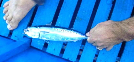 tuna spots in the philippines
