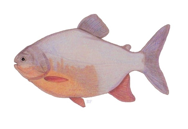 red pacu