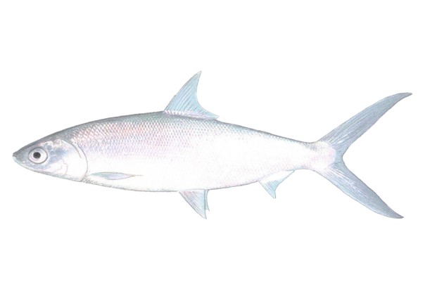 milkfish philippines