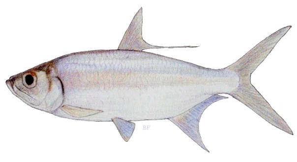 fish species of the philippines