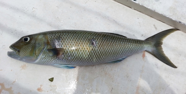 3kg Jobfish speared off Punta Engano, Mactan
