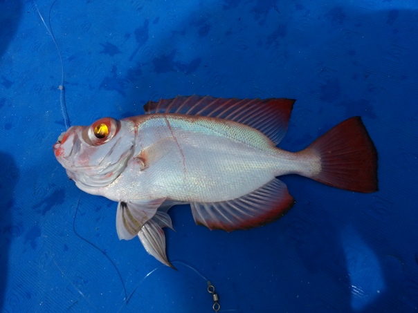 bigeye fish