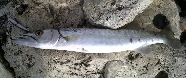 A healthy Barracuda caught on a lure